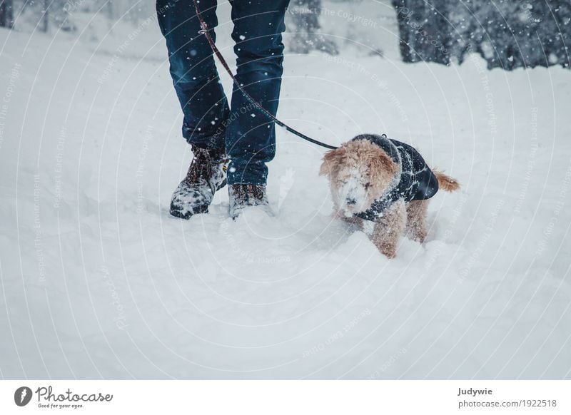 Snow, snow everywhere! Winter Winter vacation Legs Environment Nature Climate Ice Frost Snowfall Forest Animal Pet Dog Poodle toy poodle To hold on Fight Hiking