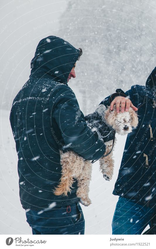 Small dog blind from snow Environment Nature Winter Climate Climate change Beautiful weather Storm Gale Ice Frost Snow Snowfall Animal Pet Dog Poodle toy poodle