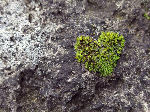 I <3 nature Plant Moss Stone Heart Love Dream Esthetic Fresh Healthy Natural Soft Green Infatuation Uniqueness Ease Growth Organic produce Colour photo