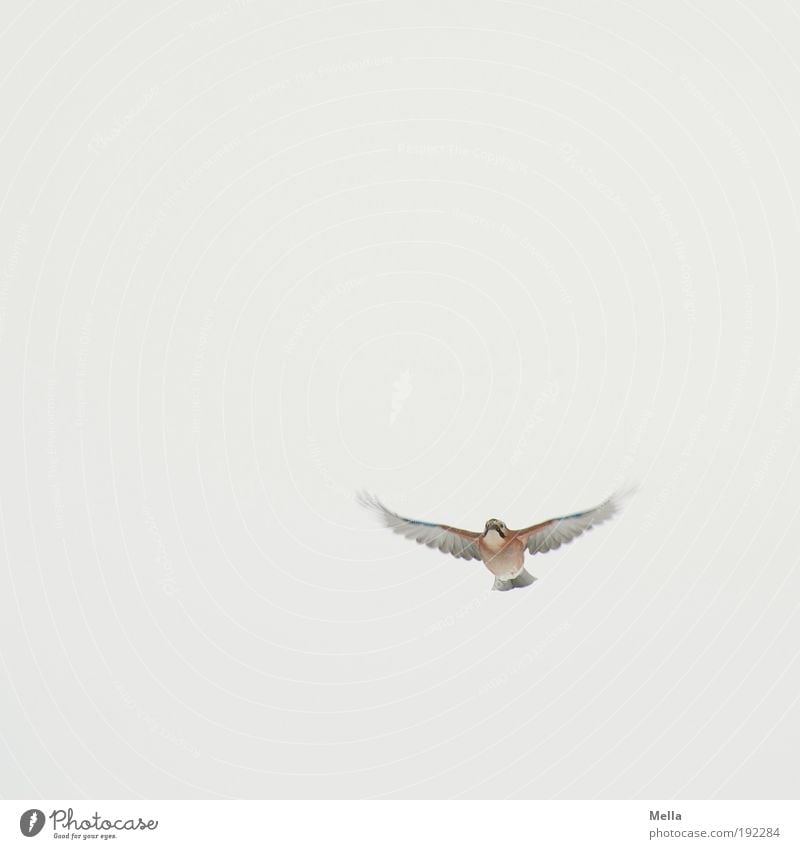 obligingness Environment Nature Animal Air Sky Wild animal Bird Jay 1 Flying Free Bright Small Natural Cute Movement Freedom Life Pure Colour photo