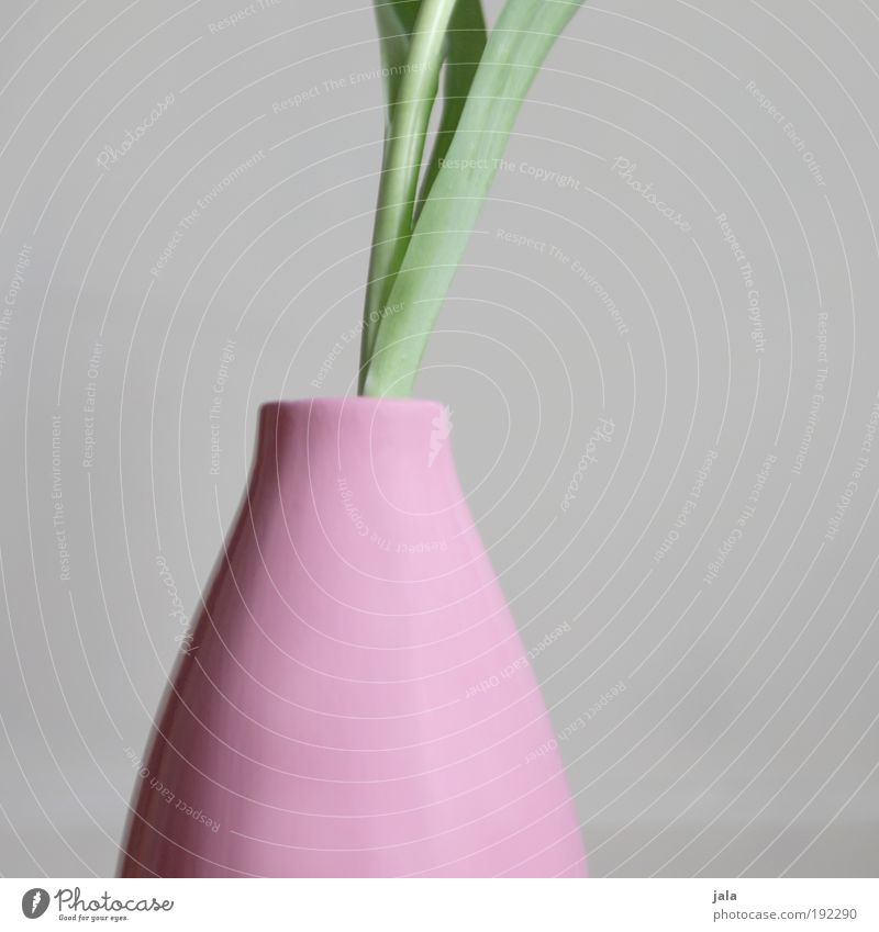still life Plant Leaf Foliage plant Design Vase Pink Gray Colour photo Interior shot Neutral Background Day