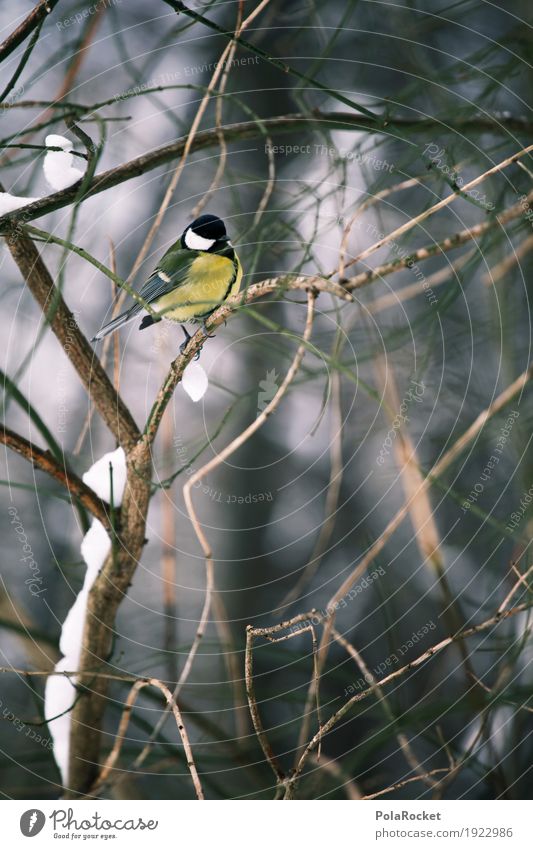 #A# YOU'VE GOT ONE Art Nature Tit mouse Twigs and branches Forest Bird Bird's-eye view Winter Idyll Sit Cold Plumed Feather Peaceful Timidity Small Sweet Cute