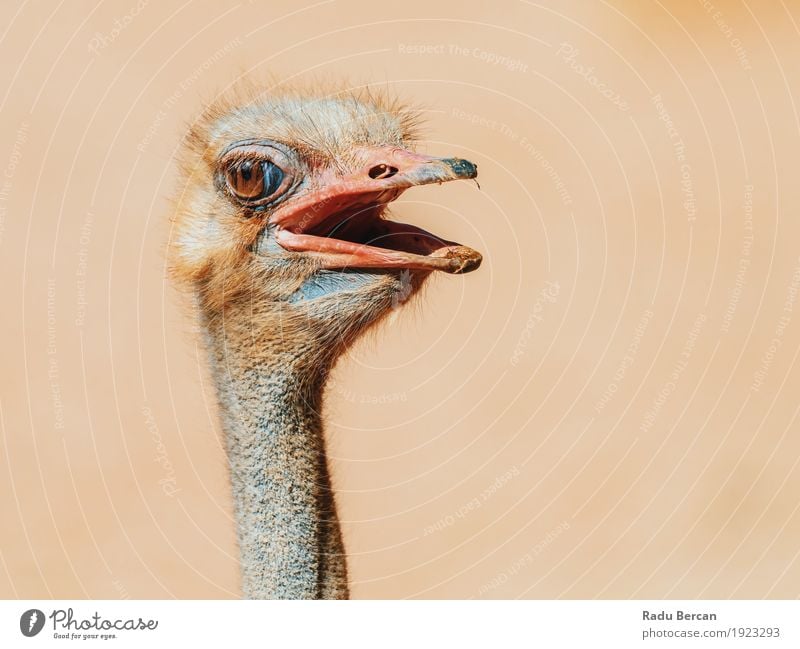 Funny Ostrich Bird Portrait Nature Animal Wild animal Animal face 1 Observe Looking Friendliness Long Curiosity Cute Brown head wildlife stare neck african