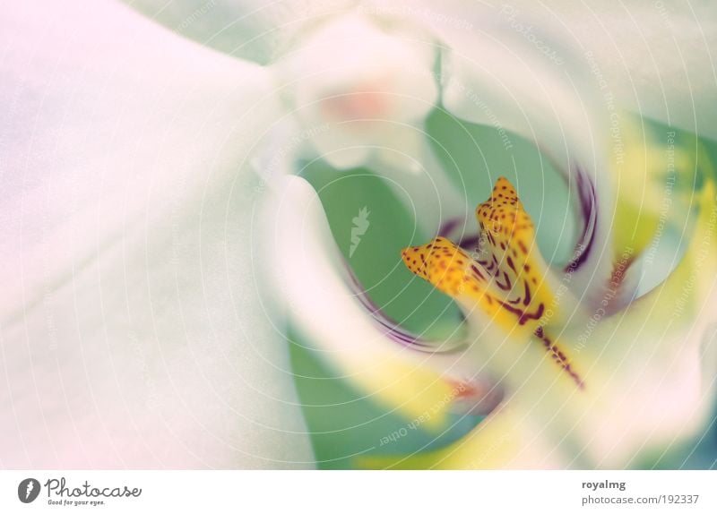 flower Nature Spring Plant Flower Orchid Yellow White Multicoloured Interior shot Shallow depth of field