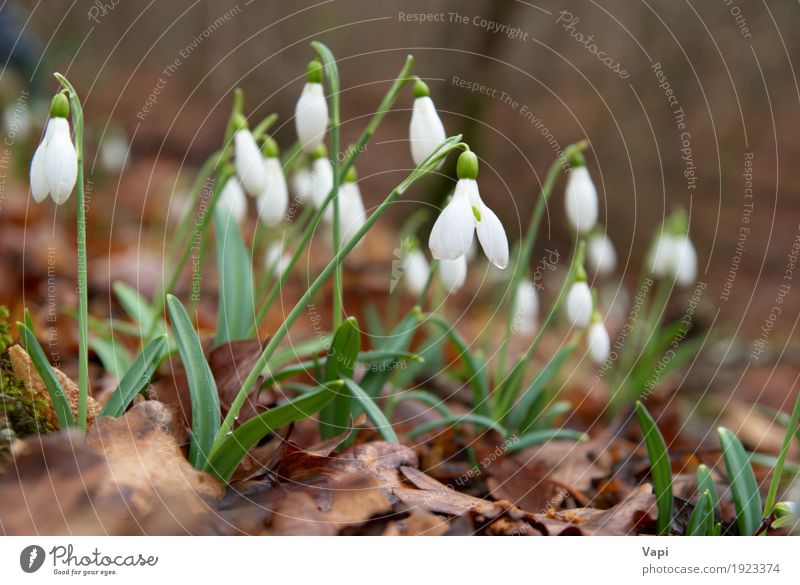 Spring flowers- white snowdrops in the forest Winter Garden Nature Landscape Plant Flower Grass Leaf Blossom Wild plant Park Meadow Forest Drop Fresh Natural