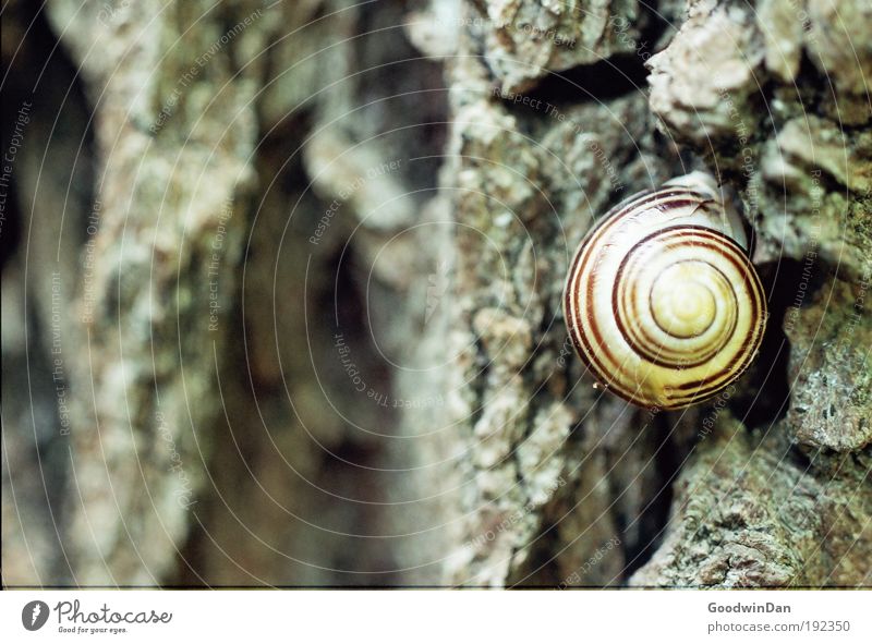 Analog screw Nature Weather Tree Tree bark Animal Snail 1 Crouch Looking Colour photo Exterior shot Deserted