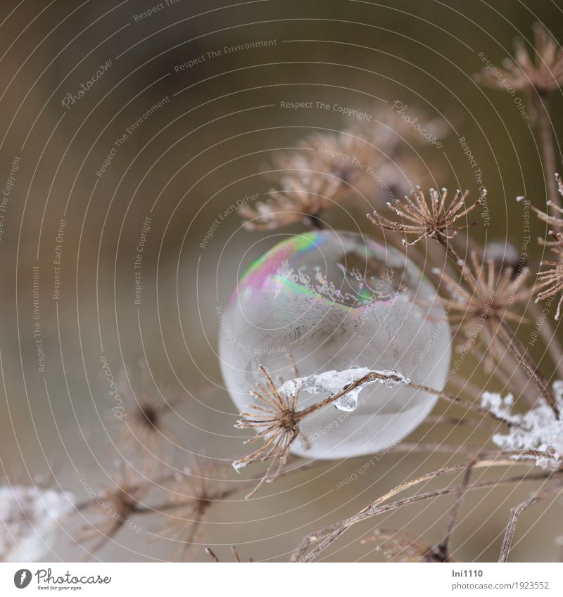 frozen soap bubble hangs on dried umbel of meadow chervil Leisure and hobbies Soap bubble Nature Plant Air Water Winter Ice Frost Flower Garden Field Observe