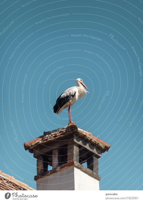 easterly wind Sky Cloudless sky Tower Roof Wild animal Bird 1 Animal Authentic Stork Chimney Roofing tile Wind Expectation Baby Spring Spring fever Colour photo