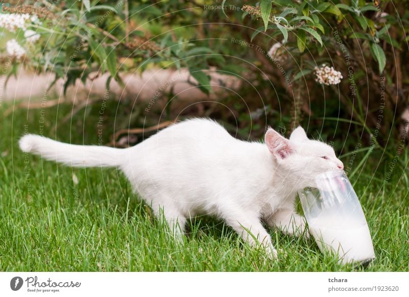 Little white kitten - a Royalty Free Stock Photo from Photocase