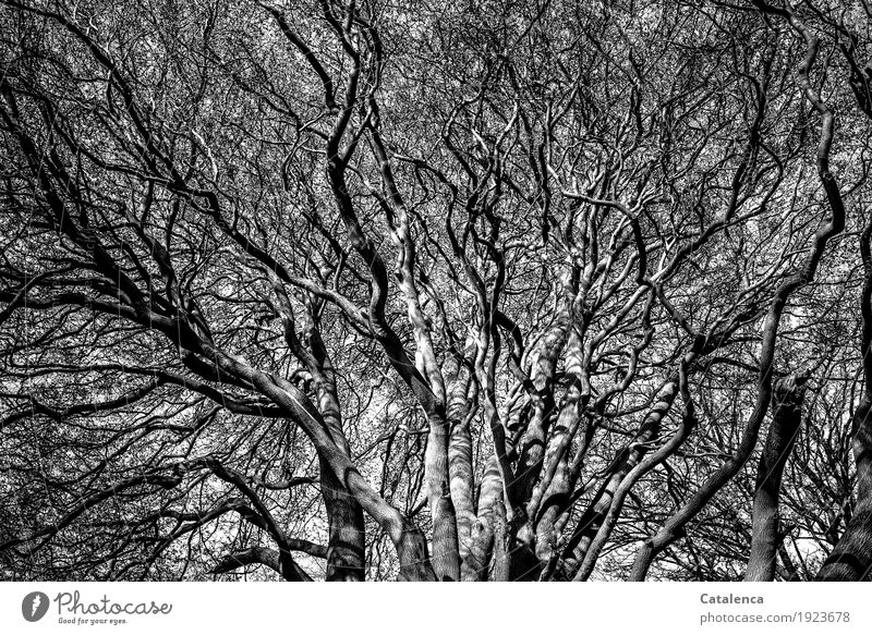 Branching, view into the wildly growing branches of old beech trees Winter Beautiful weather Tree Beech tree Twig Forest Growth Authentic Large Gray Black White