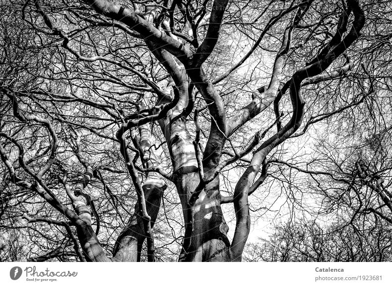 Looking up, branches of high beeches from frog perspective Nature Plant Winter Tree Beech tree Forest Twigs and branches Wood Old Growth Large Gray Black White
