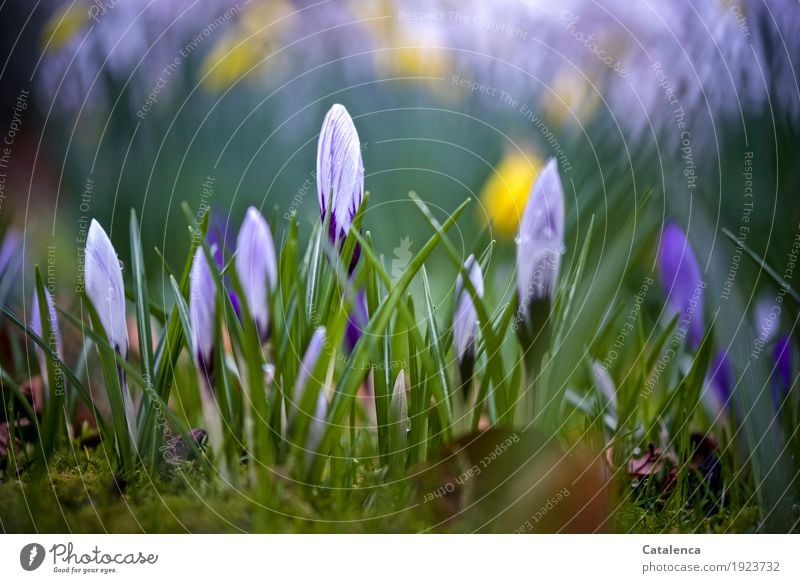 Wet crocuses Nature Plant Drops of water Spring Flower Blossom Crocus Garden Blossoming Growth Esthetic pretty naturally Yellow Green Violet White Happiness