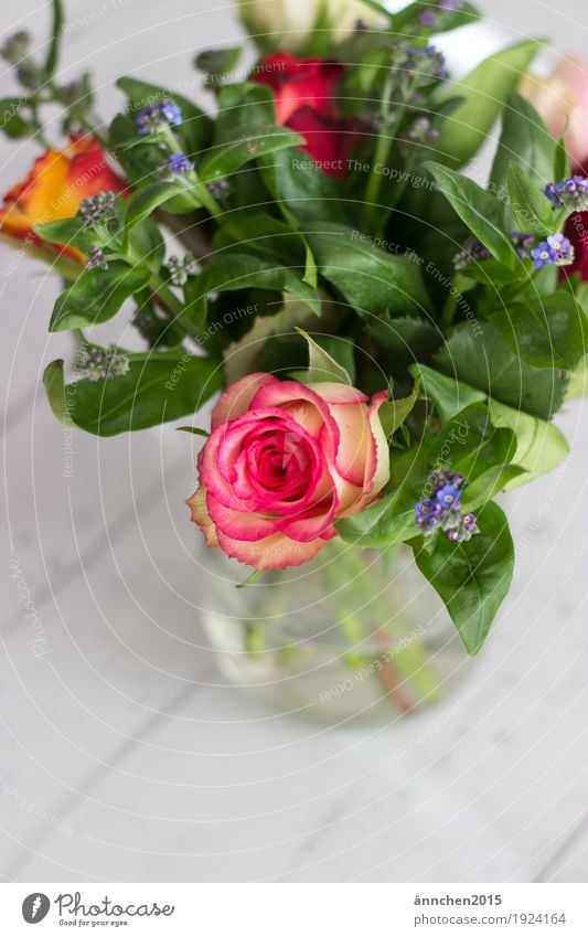 Welcome Spring flowers plants Love Gift Friendship Vase Rose roses Forget-me-not Green Pink Blue Wood wooden floor White Bouquet Nature