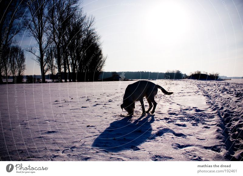snowhound Environment Nature Landscape Plant Cloudless sky Sunlight Winter Beautiful weather Ice Frost Snow Tree Meadow Field Forest Animal Pet Dog 1 Cold