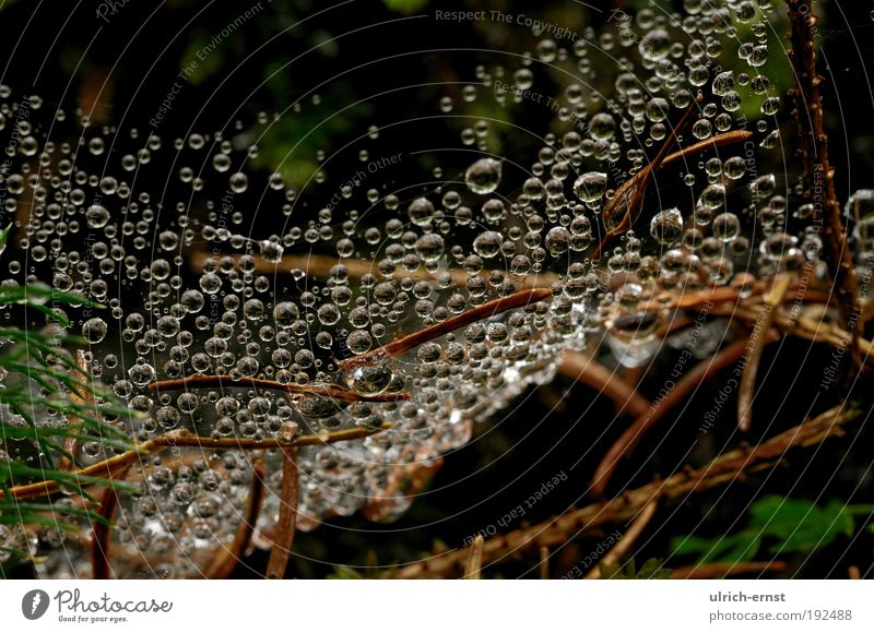 macro world Nature Drops of water Weather Moss Wood Water Net Natural Relaxation Calm Woodground Fir needle Spider's web Colour photo Subdued colour
