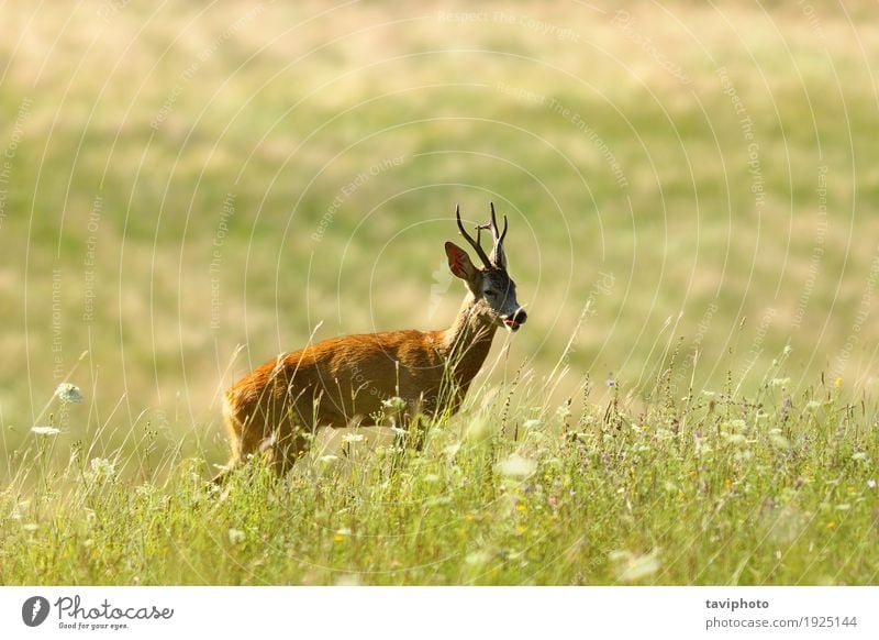 wild roe deer buck on natural meadow Beautiful Playing Hunting Summer Man Adults Nature Landscape Animal Grass Meadow Forest Fur coat Natural Cute Wild Brown