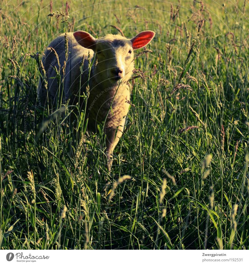 lawn mower Nature Summer Beautiful weather Grass Meadow Animal Farm animal Pelt Sheep Lamb To feed Stand Happy Cuddly Curiosity Soft Green White Love of animals