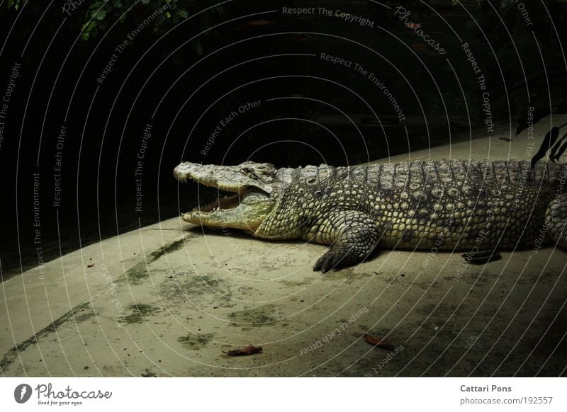 temporize Animal Wild animal Zoo Crocodile 1 Wait Gray Interior shot Flash photo Light Animal portrait Profile