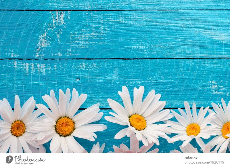 Buds large white daisies on a blue wooden surface Summer Nature Plant Flower Daisy Chamomile Wood Blossoming Old Blue Yellow White background Banner blooming