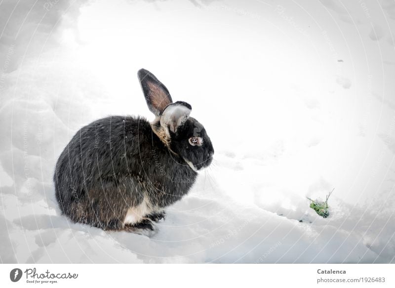 Cute | cute rabbit sitting in the snow Nature Plant Animal Winter Climate Snow Grass Garden Hare & Rabbit & Bunny 1 Observe Discover Crouch Free Happiness