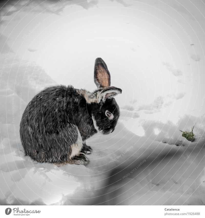Rabbit sitting on snow Nature Plant Animal Winter Snow Grass Meadow Pet Hare & Rabbit & Bunny 1 Observe Crouch Wait pretty Cold Cuddly Cute Pink Black White