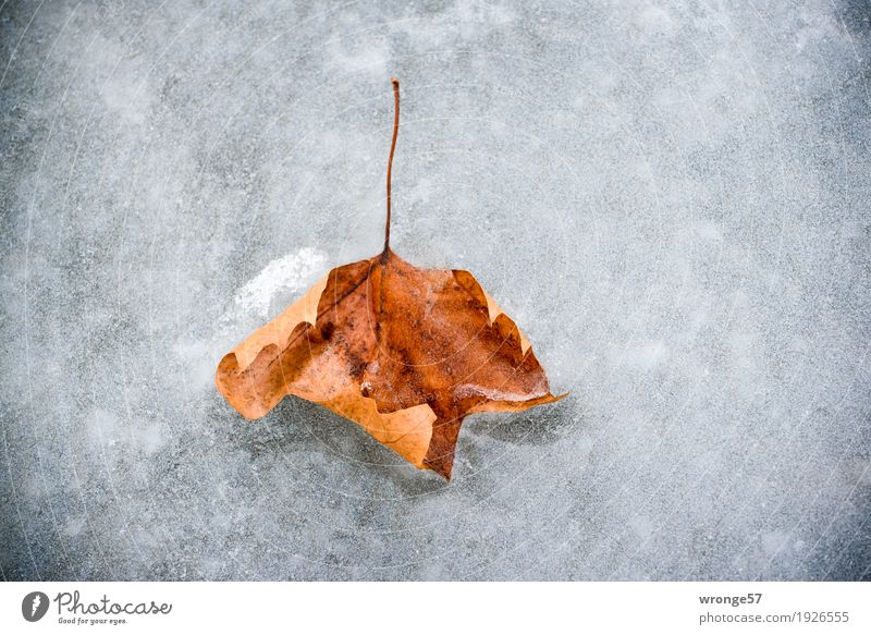 Great climate | Ice age Nature Plant Winter Frost Leaf Pond Old Cold Brown Gray White Autumn leaves Autumnal colours Central perspective Landscape format
