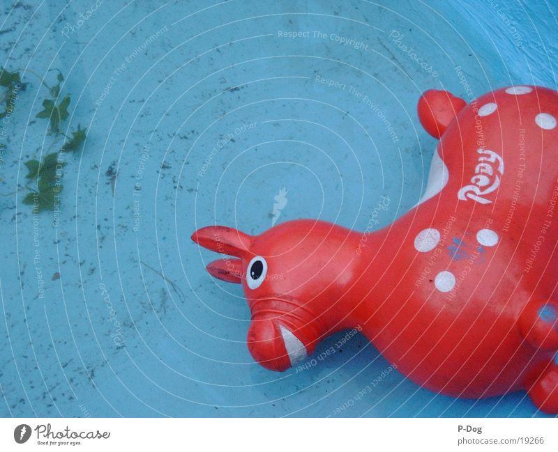 rody in the pool Rubber toy animal Things Water