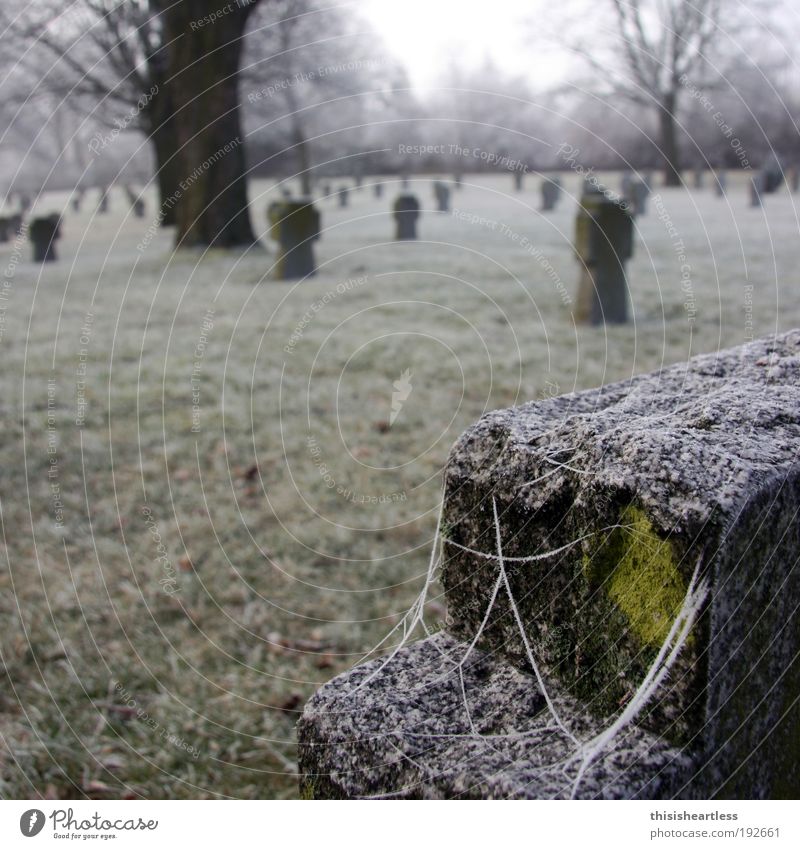 In the icy cold Human being Winter Fog Ice Frost Grass Moss Park Meadow Erfurt Germany Europe Capital city Monument Spider "Cross Gravestone" Stone Old Touch