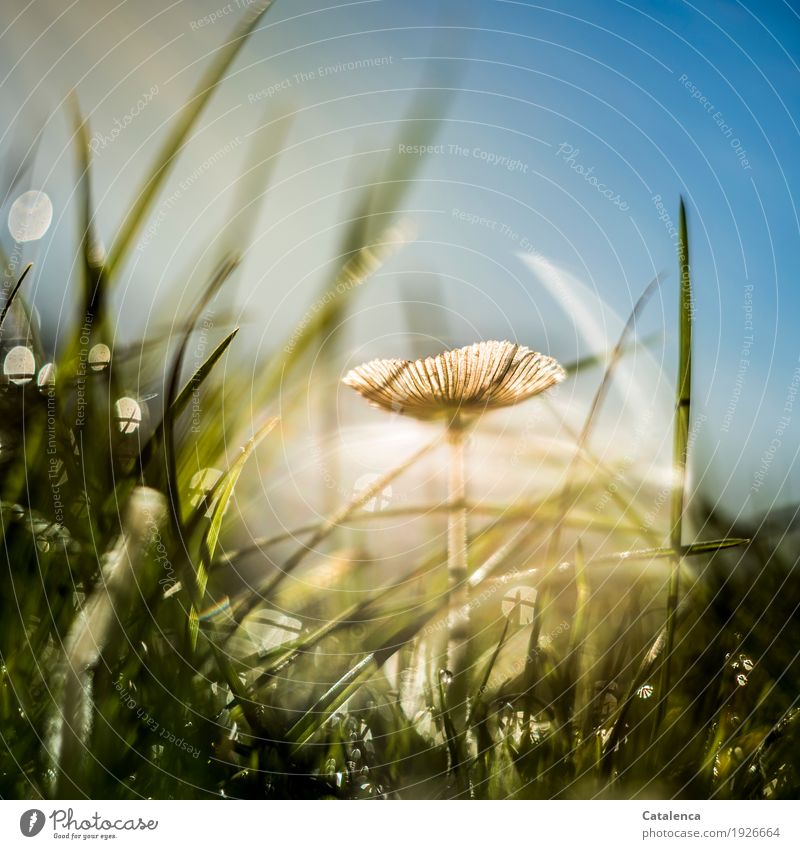 The enlightenment, the mushroom in the grass is illuminated by sun rays Nature Plant Air Sky Summer Beautiful weather Grass Mushroom Meadow Illuminate Growth