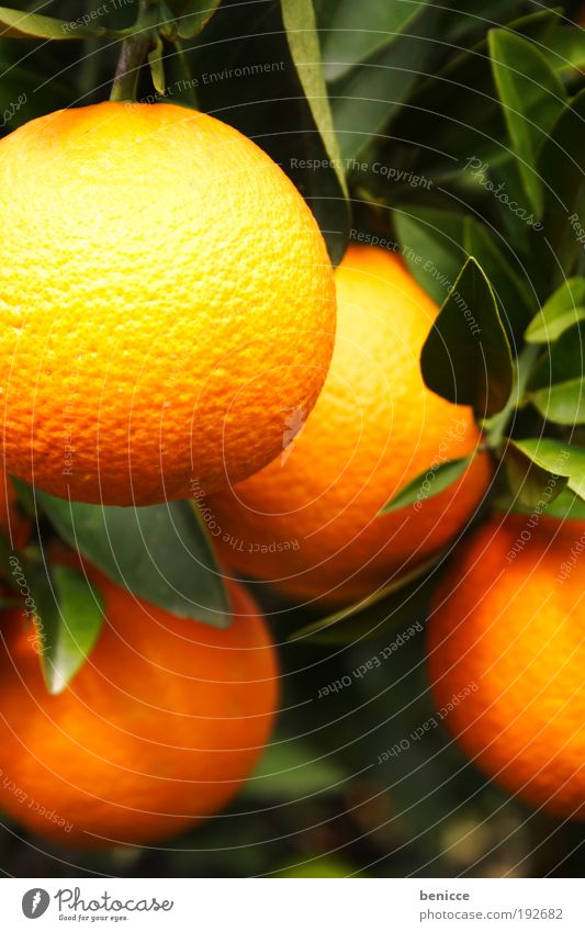 O Orange Fruit Citrus fruits Orange juice Orange tree orange fruit Tree Fresh Juice Orange peel Leaf Blur Depth of field 4 Hang Suspended Orange plantation