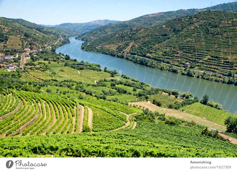 Viticulture in the Douro Valley Environment Nature Landscape Plant Air Water Sky Cloudless sky Horizon Summer Weather Beautiful weather Warmth Tree Bushes
