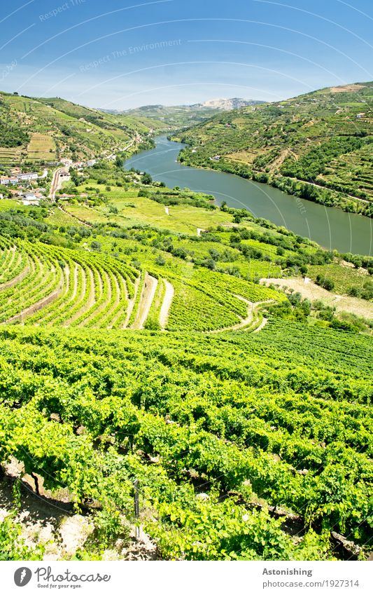 the Douro Valley Environment Nature Landscape Plant Air Water Sky Horizon Summer Weather Beautiful weather Warmth Tree Bushes Leaf Agricultural crop Field
