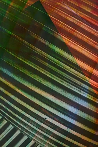 Textures of Tropical Plants Lifestyle Elegant Style Design Exotic Art Esthetic Contentment Inspiration Graphic Abstract Orange Green Diagonal Palm tree Leaf
