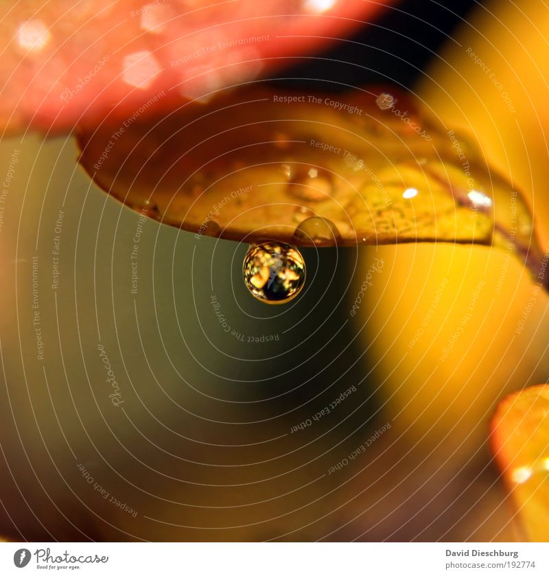 Drops in autumn Life Harmonious Nature Plant Drops of water Autumn Rain Leaf Brown Yellow Gold Silver Glittering Dew Colour photo Exterior shot Close-up Detail