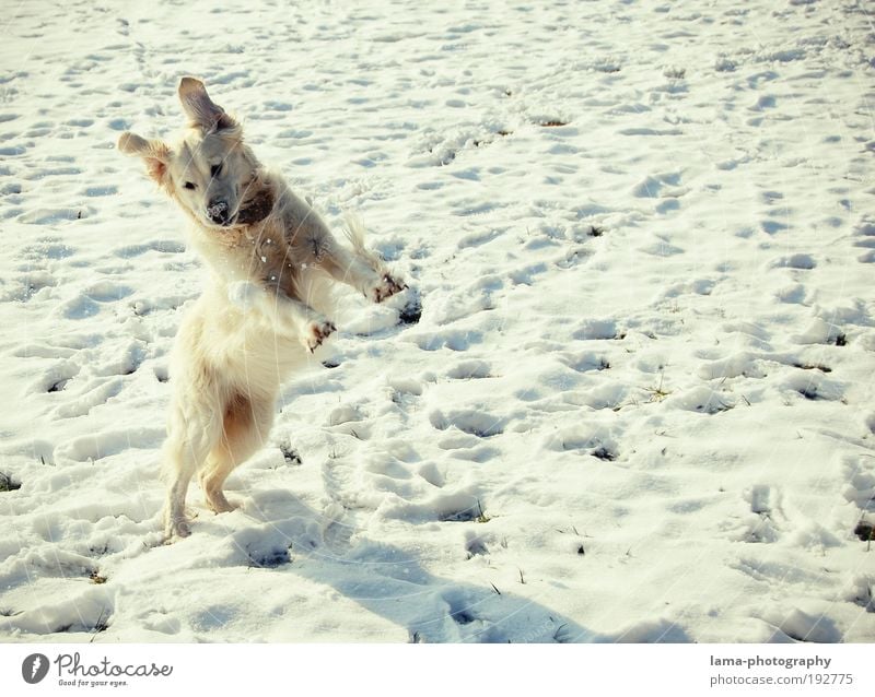 snow hare Nature Winter Beautiful weather Snow Animal Pet Dog Golden Retriever 1 Snow ball Playing Jump Free Happiness White Joy Walk the dog Colour photo