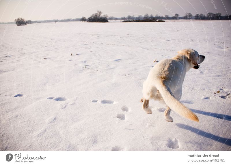 ALWAYS FOLLOWING IN THE FOOTSTEPS Environment Nature Landscape Sky Cloudless sky Horizon Sun Winter Beautiful weather Ice Frost Snow Meadow Field Animal Pet Dog