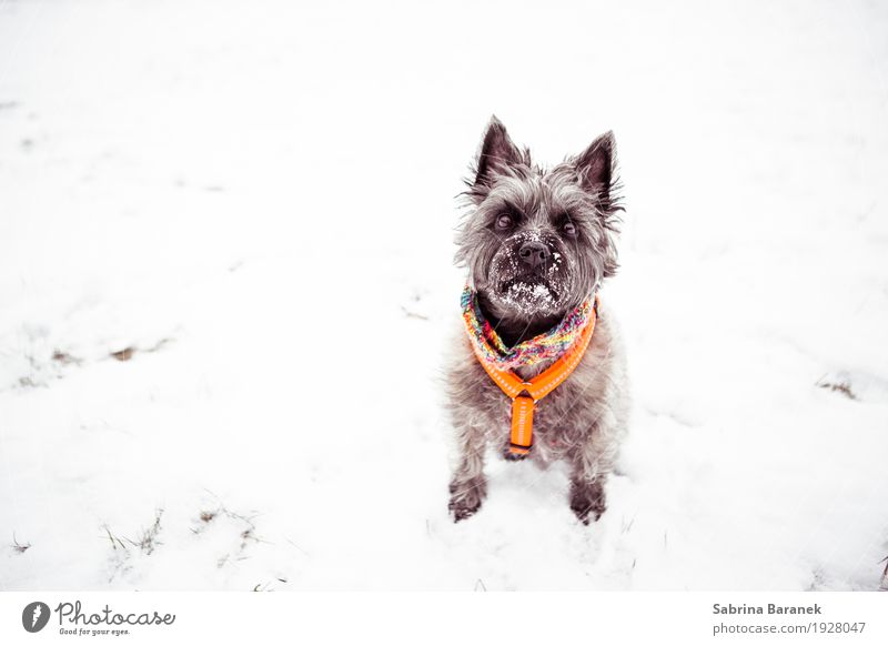 Cairn Terrier in the snow II Animal Pet Dog Pelt Paw 1 Brash Friendliness Happiness Cold Cuddly Strong Soft Brown Multicoloured Orange White Colour photo