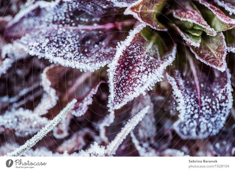 frost I Nature Plant Animal Winter Ice Frost Grass Wild plant Garden Park Meadow Environment Colour photo Subdued colour Exterior shot Close-up Detail