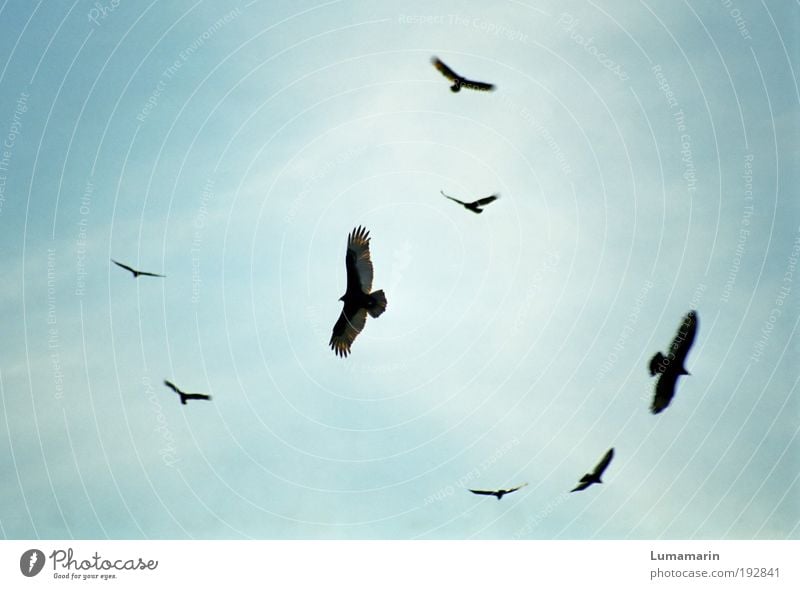 among vultures Environment - a Royalty Free Stock Photo from Photocase