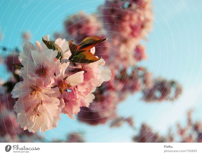 cherry blossom Environment Nature Plant Sky Cloudless sky Sunlight Spring Beautiful weather Tree Blossom Warmth Blue Pink White Happy Anticipation Cherry tree