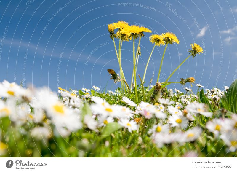 earthworm perspective Environment Nature Plant Sky Cloudless sky Spring Climate Weather Beautiful weather Flower Grass Leaf Blossom Meadow Blue Yellow Green