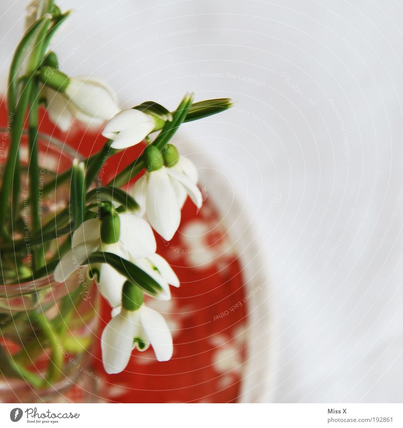 In the vase Living or residing Decoration Nature Spring Plant Flower Blossom Fresh Beautiful White Snowdrop Table Vase Colour photo Multicoloured Interior shot