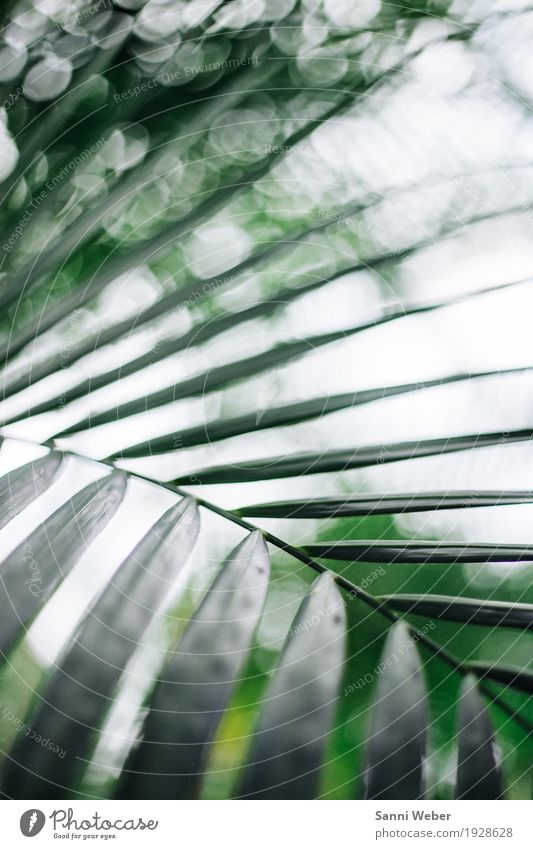 Palm Leaf 02 Nature Plant Animal Tree Exotic Virgin forest Esthetic Green White Colour photo Interior shot Close-up Detail Day Light Shadow Blur