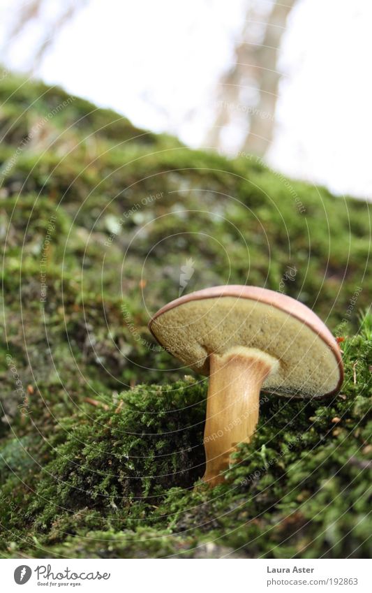 A beautiful mushroom, a second mushroom Nature Earth Moss Forest Delicious Mushroom Colour photo Exterior shot Deserted Day