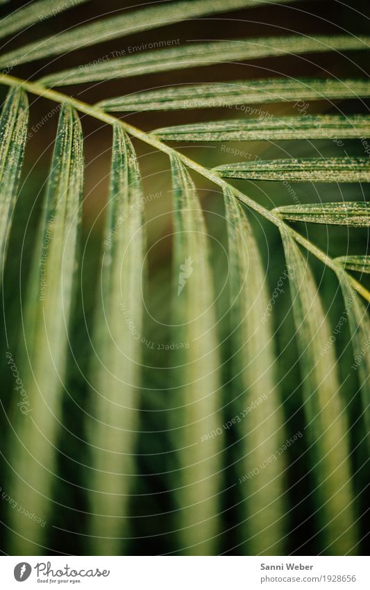 Palm Leaf 03 Nature Plant Animal Earth Tree Foliage plant Exotic Virgin forest Green Black Authentic Idyll Colour photo Interior shot Close-up Detail Day Light