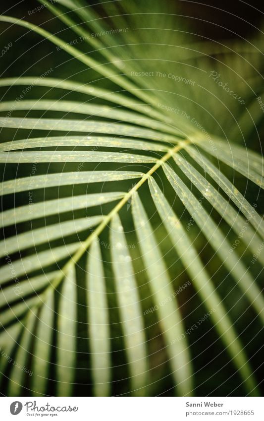 Palm Leaf 05 Nature Plant Animal Earth Tree Foliage plant Exotic Virgin forest Green White Colour photo Interior shot Close-up Detail Deserted Day Light Blur