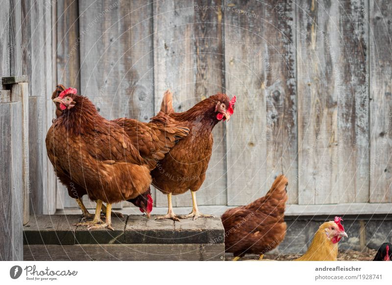 Chicken Squad Animal Farm animal Bird Group of animals Stand Muddled Peck Looking Curiosity Gamefowl Chicken coop Barn Organic farming Agriculture