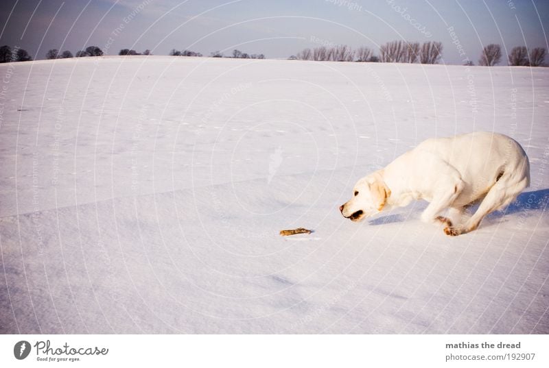 play instinct Environment Nature Landscape Cloudless sky Winter Beautiful weather Ice Frost Snow Tree Meadow Field Animal Pet Dog 1 Playing Jump Athletic Cold