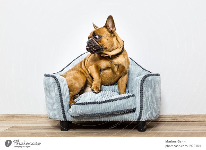 Bulldog on small sofa Sofa Animal Pet Dog Relaxation Colour photo Studio shot