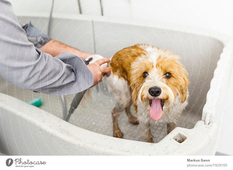 bathing a cute dog Beautiful Bathtub Bathroom Man Adults Hand Animal Pet Dog Small Wet Cute Clean Soft Brown White grooming chow shower background water health